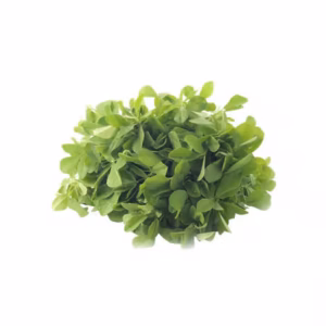 Fenugreek(Methi)